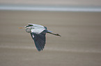 grey heron