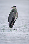 standing grey heron