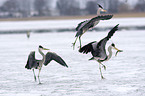 grey herons