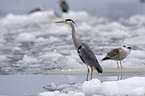 standing grey heron