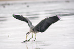 grey heron