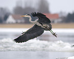 flying grey heron