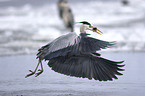 flying grey heron