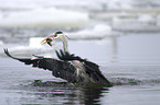 grey heron with a fish