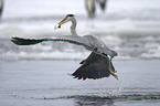 flying grey heron