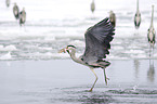 flying grey heron