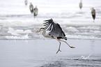 flying grey heron