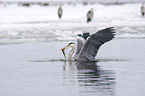 grey heron with a fish