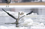 grey heron with a fish