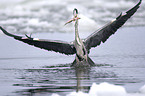 grey heron with a fish