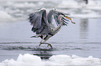 grey heron with a fish