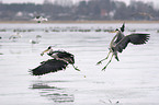 flying grey heron