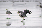 eating grey heron