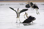 fighting grey herons