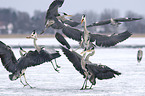 fighting grey herons