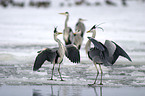 fighting grey herons