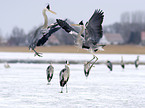 fighting grey herons