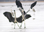 fighting grey herons