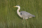 grey heron