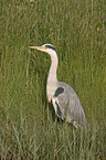 grey heron