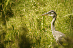 grey heron