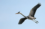 fyling Grey Heron