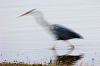 fyling Grey Heron