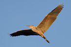 fyling Grey Heron