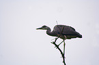 Great Heron