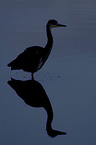 gray heron