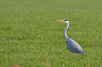 gray heron