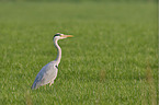 gray heron