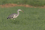 gray heron