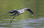 grey heron