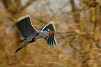 gray heron