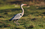 gray heron