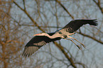 gray heron