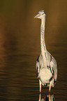 gray heron
