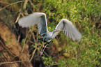 gray heron