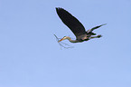 gray heron