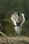 grey heron