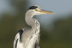 grey heron