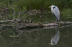 grey heron