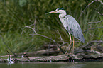 grey heron