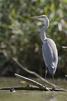 grey heron