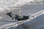 grey heron