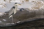 grey heron