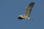 flying grey heron