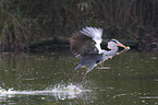 grey heron