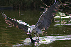 grey heron and cormorant